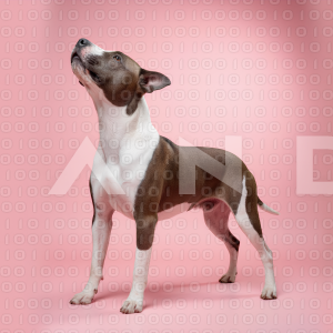 Pitbull Dog - 000045