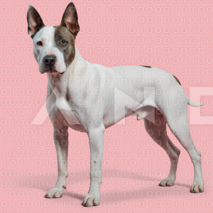 Pitbull Dog - 000046