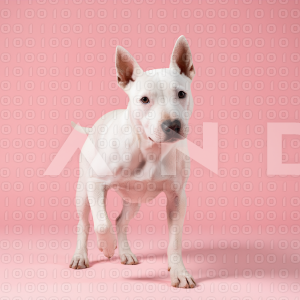 Pitbull Dog - 000047