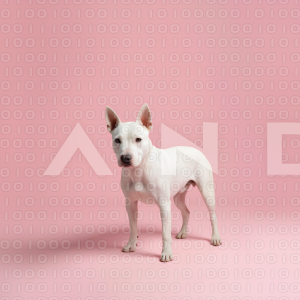 Pitbull Dog - 000049