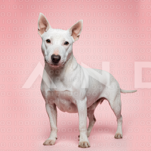 Pitbull Dog - 000051