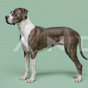 Great Dane Dog - 000006