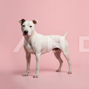 Pitbull Dog - 000007