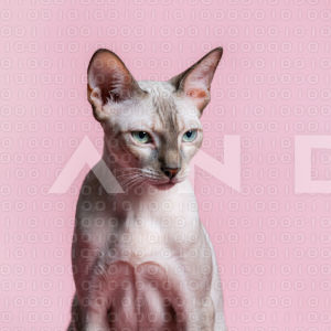 Sphynx Cat - 000070
