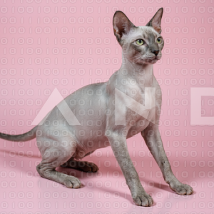 Sphynx Cat - 000080