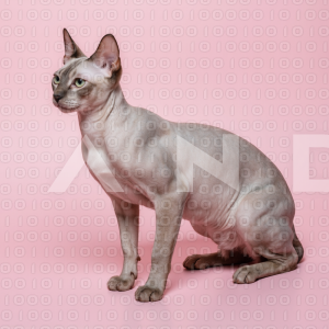 Sphynx Cat - 000082