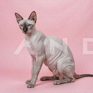 Sphynx Cat - 000083
