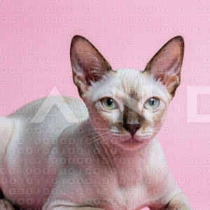 Sphynx Cat - 000085
