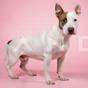 Pitbull Dog - 000009