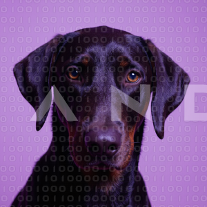 Dobermann Dog - 000050