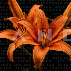 Lily Flowers - 000072