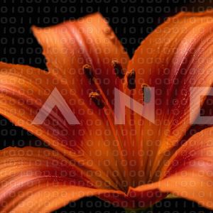 Lily Flowers - 000080