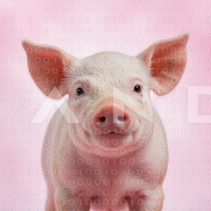 Piglet - 000023