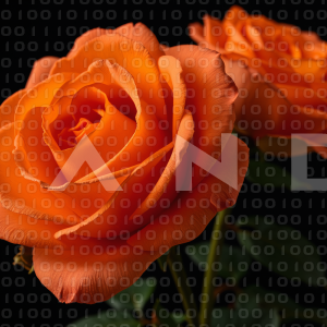 Rose Flowers - 000078