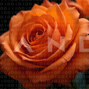 Rose Flowers - 000080