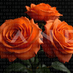 Rose Flowers - 000101