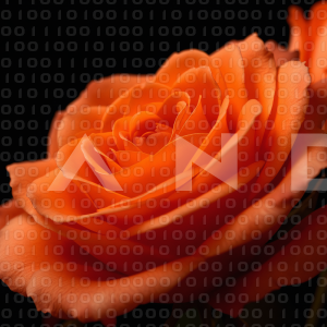 Rose Flowers - 000084