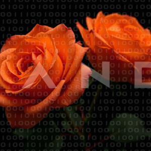 Rose Flowers - 000085
