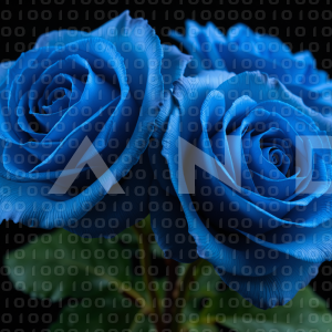 Rose Flowers - 000017