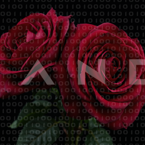 Rose Flowers - 000035