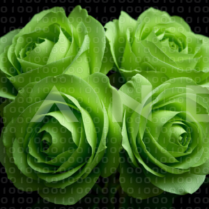 Rose Flowers - 000064