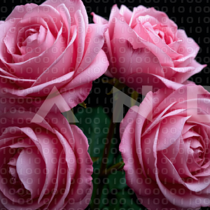 Rose Flowers - 000103