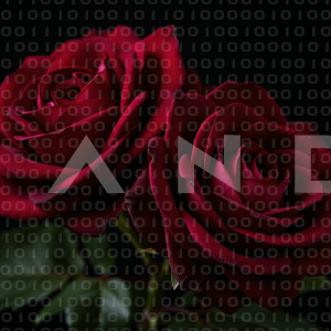 Rose Flowers - 000036