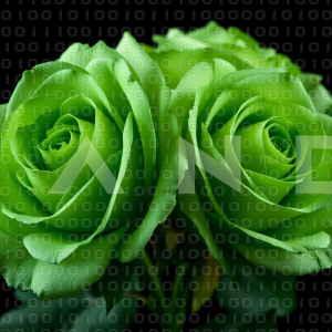 Rose Flowers - 000065