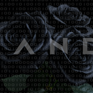 Rose Flowers - 000004