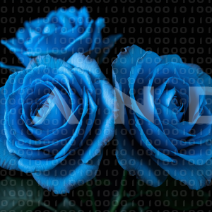 Rose Flowers - 000020