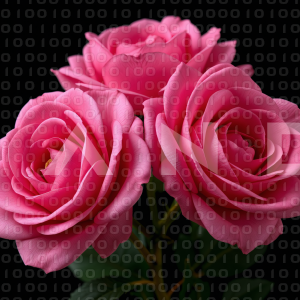 Rose Flowers - 000104