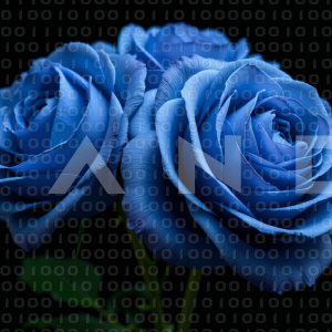 Rose Flowers - 000021