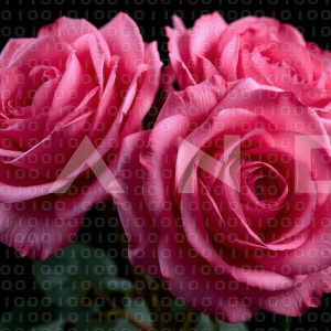 Rose Flowers - 000106