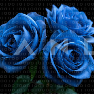 Rose Flowers - 000023