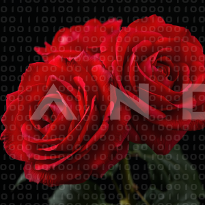 Rose Flowers - 000041