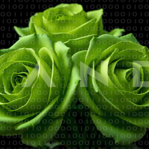 Rose Flowers - 000069