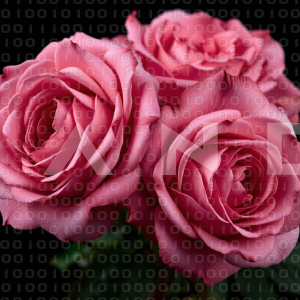 Rose Flowers - 000108