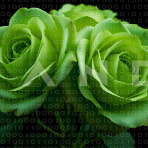 Rose Flowers - 000071