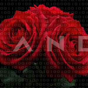 Rose Flowers - 000044