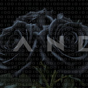 Rose Flowers - 000013