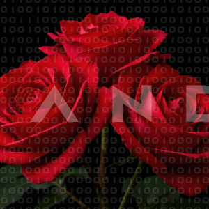 Rose Flowers - 000047