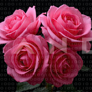 Rose Flowers - 000115
