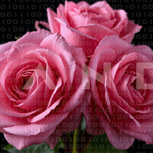 Rose Flowers - 000116