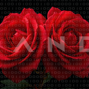 Rose Flowers - 000052