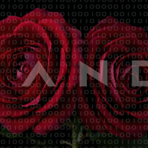 Rose Flowers - 000055