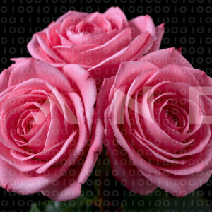 Rose Flowers - 000123