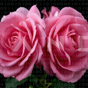 Rose Flowers - 000126