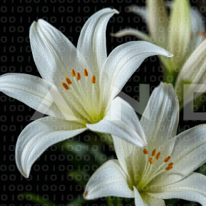 Lily Flowers - 000010