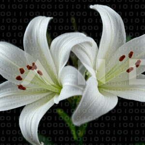 Lily Flowers - 000011