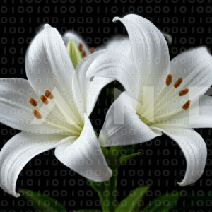 Lily Flowers - 000017